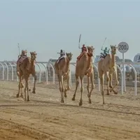 سباق-الهجن-على-مضمار-رملي